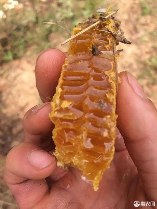 [蜂巢蜜批发]蜂巢蜜 云南普洱土特产品价格140元/斤 - 惠农网